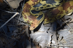 Pituophis deppei deppei