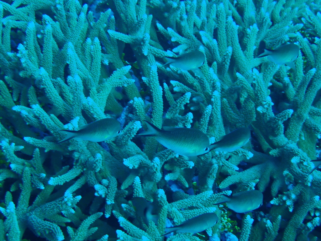 Ternate chromis