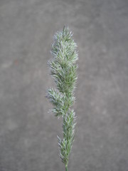 Poa arachnifera