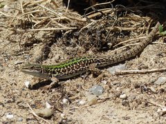 Podarcis siculus campestris