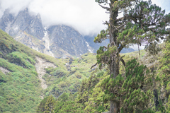 (c) Morten Ross, some rights reserved (CC BY) Juniperus tibetica, photograph (c) Morten Ross, some rights reserved (CC BY)
