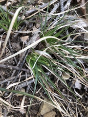 Carex umbellata