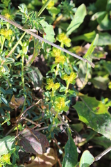 Euphorbia spinosa