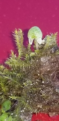 Asterella tenella