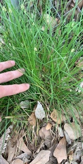 Carex leavenworthii