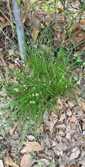 Carex leavenworthii