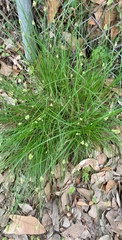 Carex leavenworthii