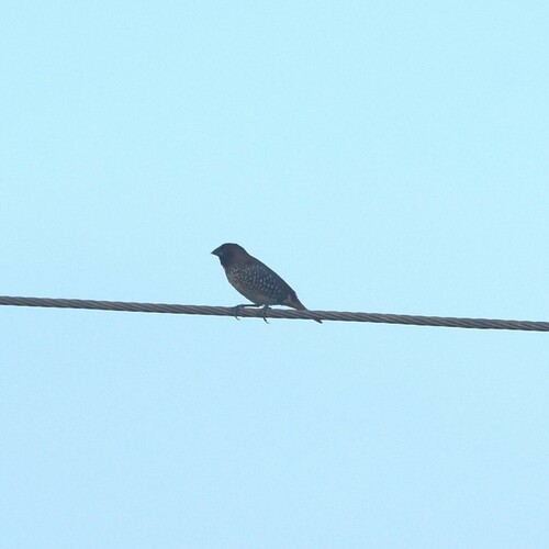 Scaly-breasted Munia (Lonchura punctulata), photo 6