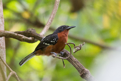 Microrhopias quixensis