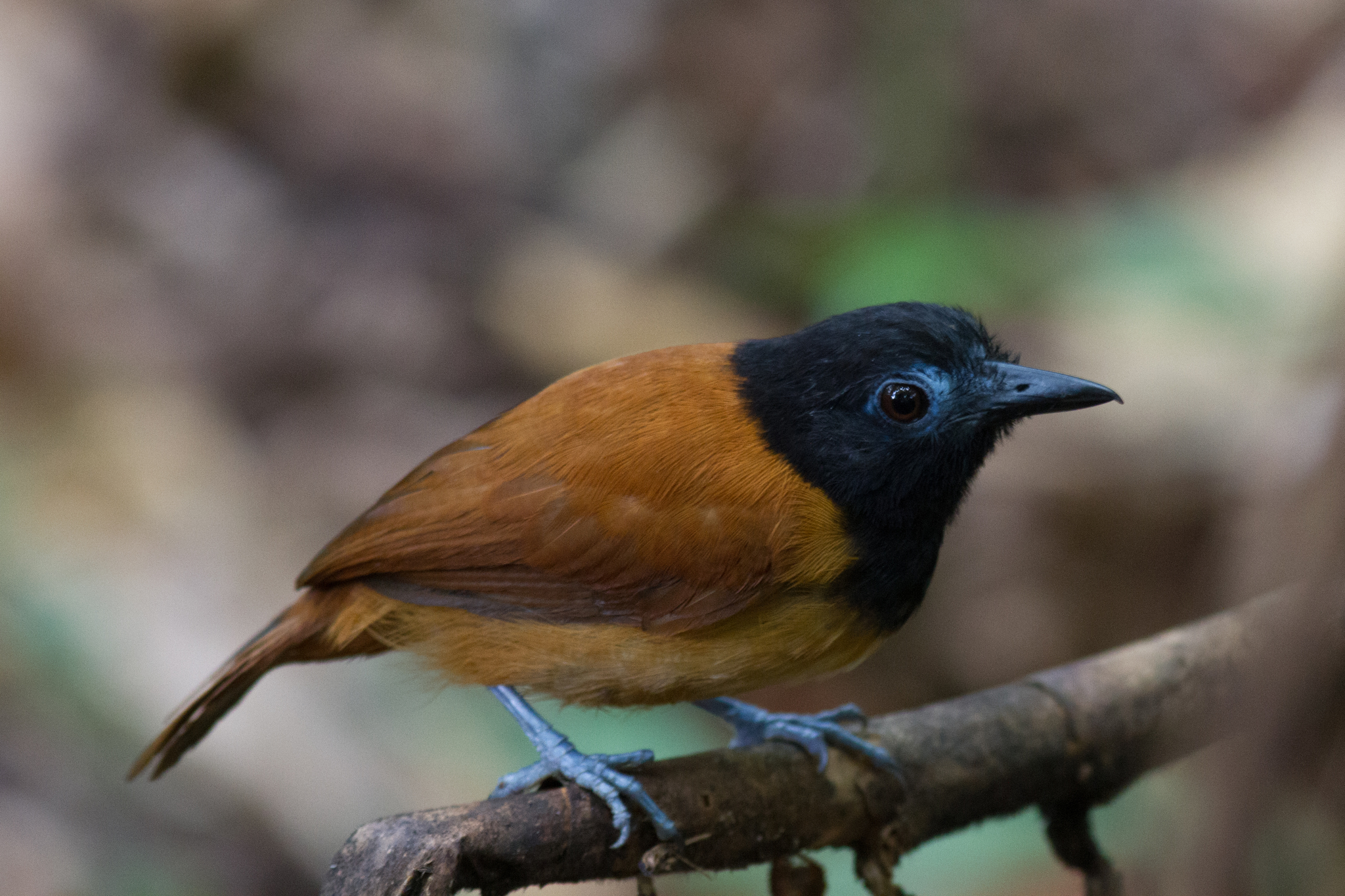 White-shouldered Antbird illustration