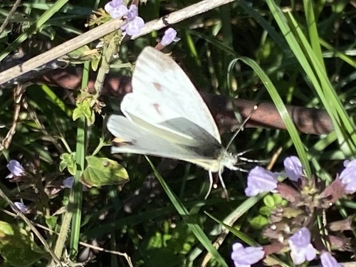 Balkan Green-veined White