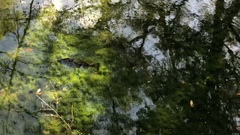 Micropterus treculii