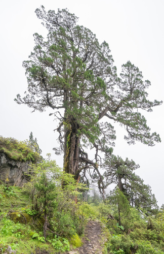 Juniperus tibetica, photograph 2