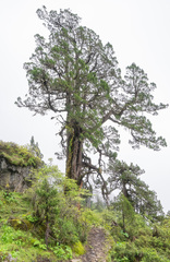 (c) Morten Ross, some rights reserved (CC BY) Juniperus tibetica, photograph (c) Morten Ross, some rights reserved (CC BY)