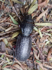 Mecodema sculpturatum