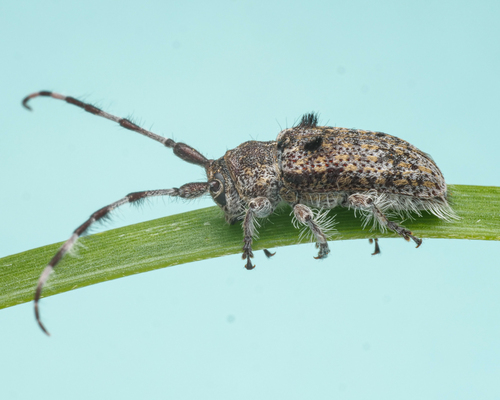Ancita fasciculata · iNaturalist