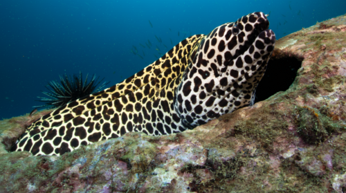 Laced Moray (Gymnothorax favagineus)