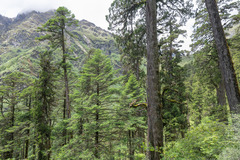 Himalayan Fir (Abies densa)