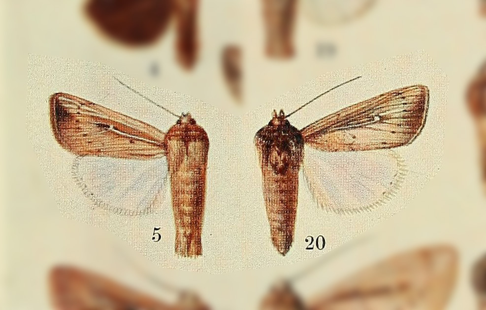 Leucania latiuscula