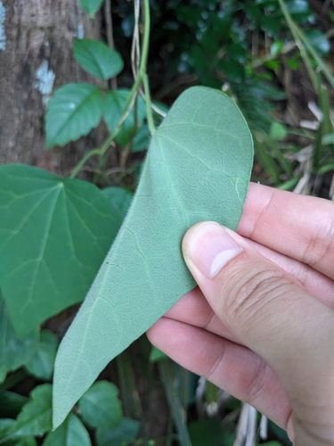 Cyclea insularis iNat (1)
