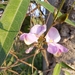 Galactia longifolia - Photo (c) maiawerner, μερικά δικαιώματα διατηρούνται (CC BY-NC)