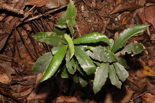 Image of Polyosma cunninghamii by (c) Greg Tasney, some rights reserved (CC BY-SA)