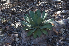 Agave guadalajarana