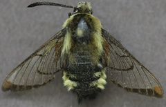 Hemaris diffinis