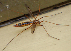 Tipula californica