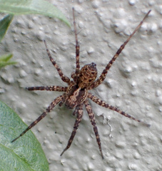 Pardosa californica