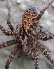 Pardosa californica