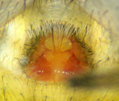 Pardosa californica