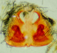 Pardosa californica