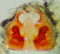 Pardosa californica