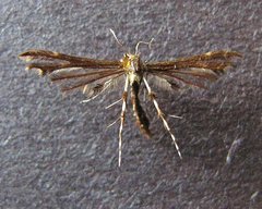 Geina tenuidactylus
