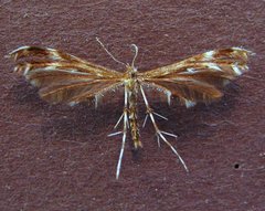 Dejongia lobidactylus