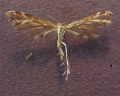 Oxyptilus delawaricus