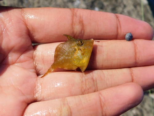 Whitespotted pygmy filefish (Rudarius ercodes) — Monacanthidae