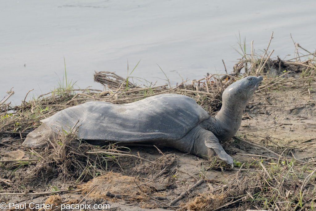 Ganges Softshell Turtle in November 2023 by Paul Carter · iNaturalist