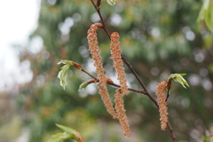 Carpinus laxiflora