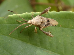 Meropachyini
