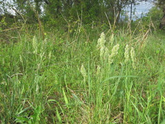 Poa arachnifera