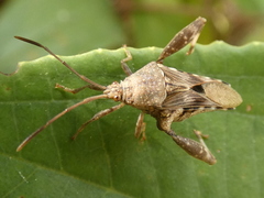 Meropachyini
