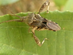Meropachyini