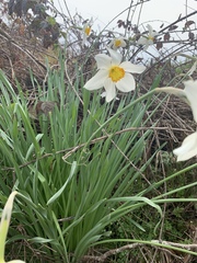 Narcissus × incomparabilis
