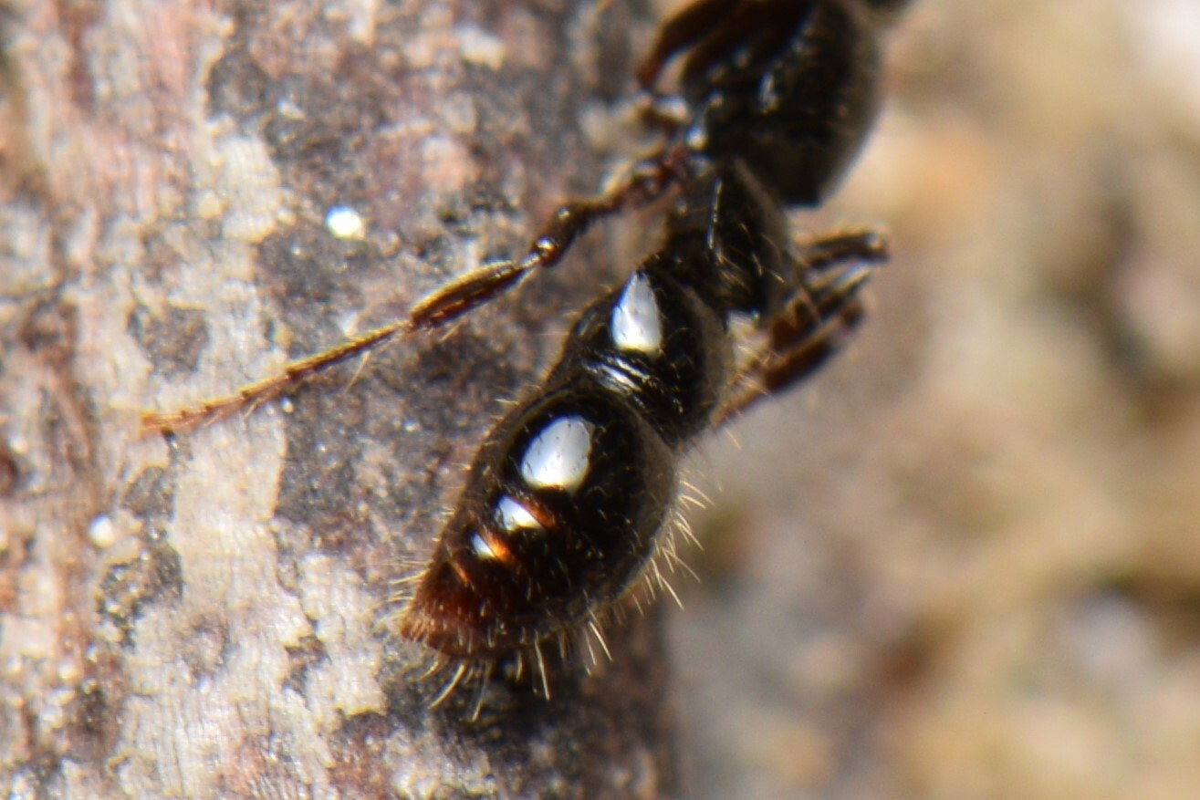 Lioponera larvata