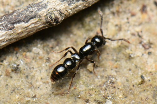 Lioponera larvataLioponera larvata
