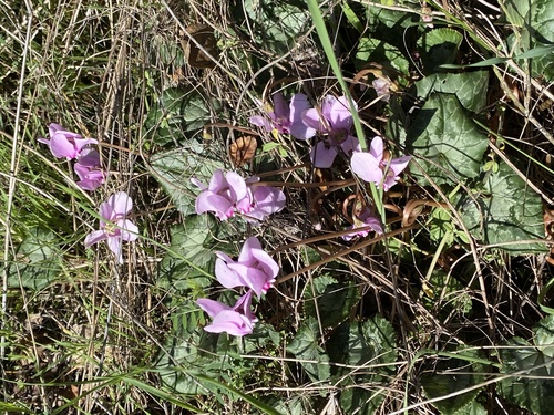 Cyclamen hederifolium
