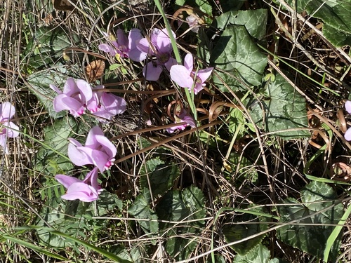 Cyclamen hederifolium