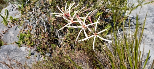 Geissorhiza adriaanii